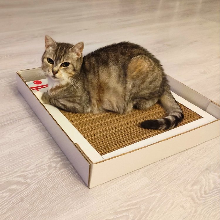 Pisica Nova zgariind placa de zgariat cu model japonez si tavita