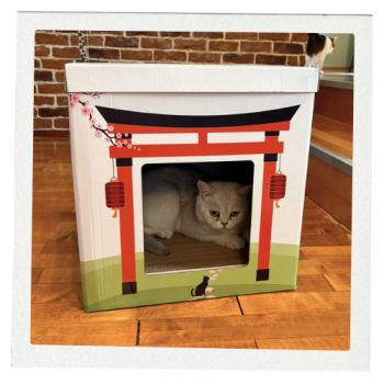 Pisica British shorthair alb in ansamblul japonez casa pisici carton